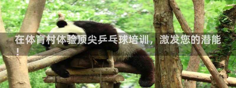 富联娱乐股东：在体育村体验顶尖乒乓球培训，激发您的潜