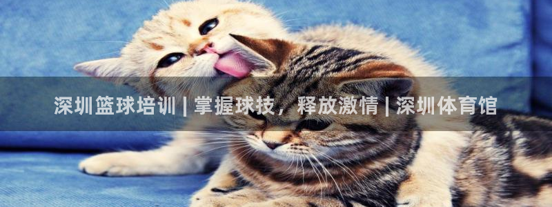 富联官网注册流程图片：深圳篮球培训 | 掌握球技，释